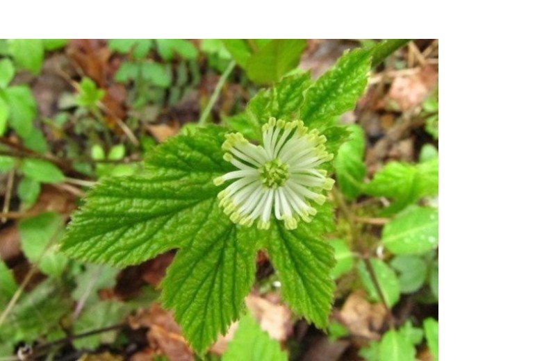 חותם זהב Goldenseal - צמח מרפא חזק שדורש שימוש אחראי